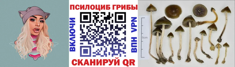 Купить где  Балабаново  Псилоцибиновые грибы прущие грибы 